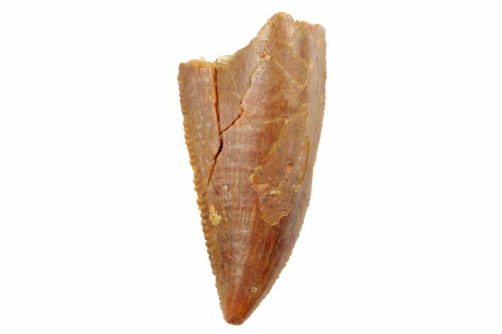 Serrated, Raptor Tooth - Real Dinosaur Tooth #186096